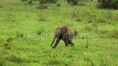 一个小象孩生活在<strong>野外</strong>，在<strong>野外</strong>的大草原上。坦桑尼亚